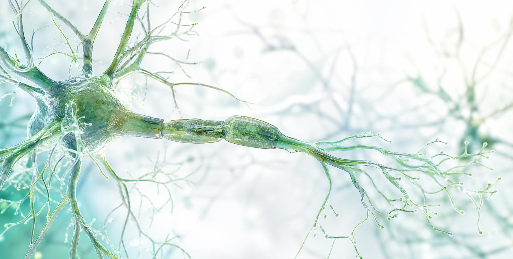 Neuroregeneration