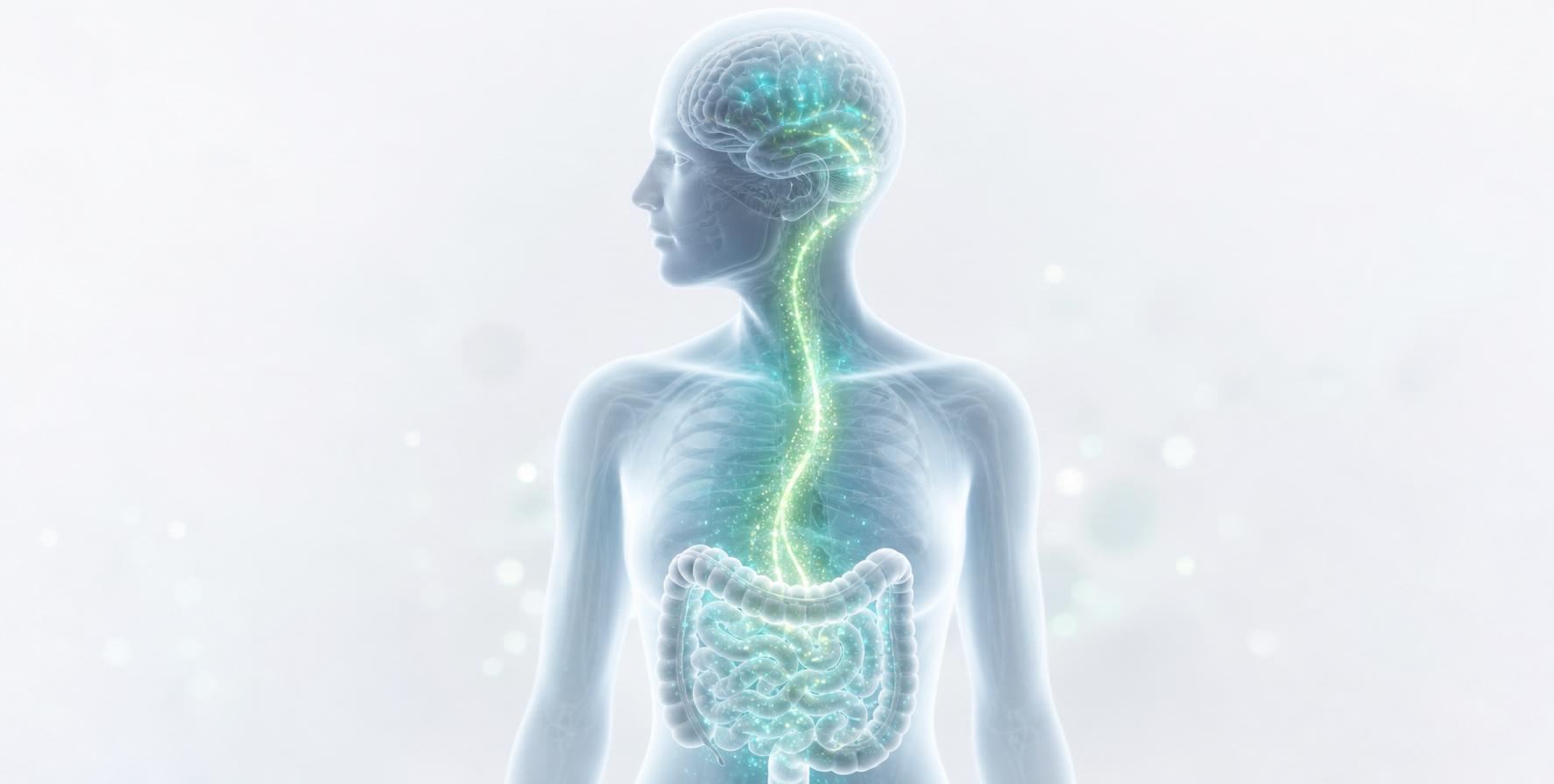 Gut-brain support